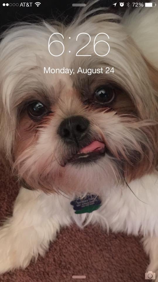 I thought I would show everyone my iPhone 6 plus wallpaper I am using. It has our new puppy on it a shih-tzu. His name is Scrappy Doo. Companion to our other dog Scooby Doo.