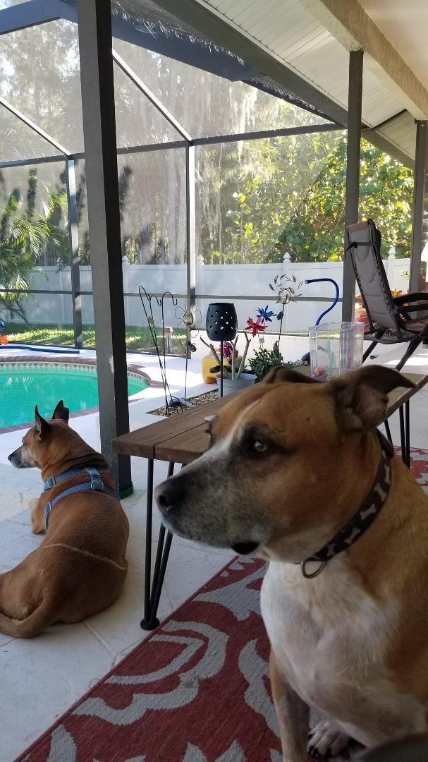 Happy National Dog Day!
Abby and Riley, chilling out! They rescued me 8 years ago. ❤