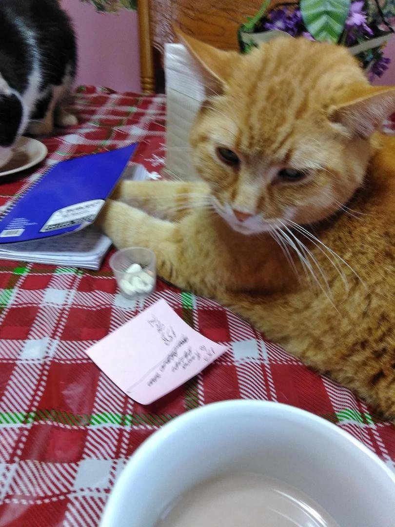 Everyone knows the Weasleys were poor but I didn't know they were so poor that Mr. Weasley had to use the cover of a
notebook to get his paws warm. His paws are too cold to even take his medicine. That is sad, so very ver
