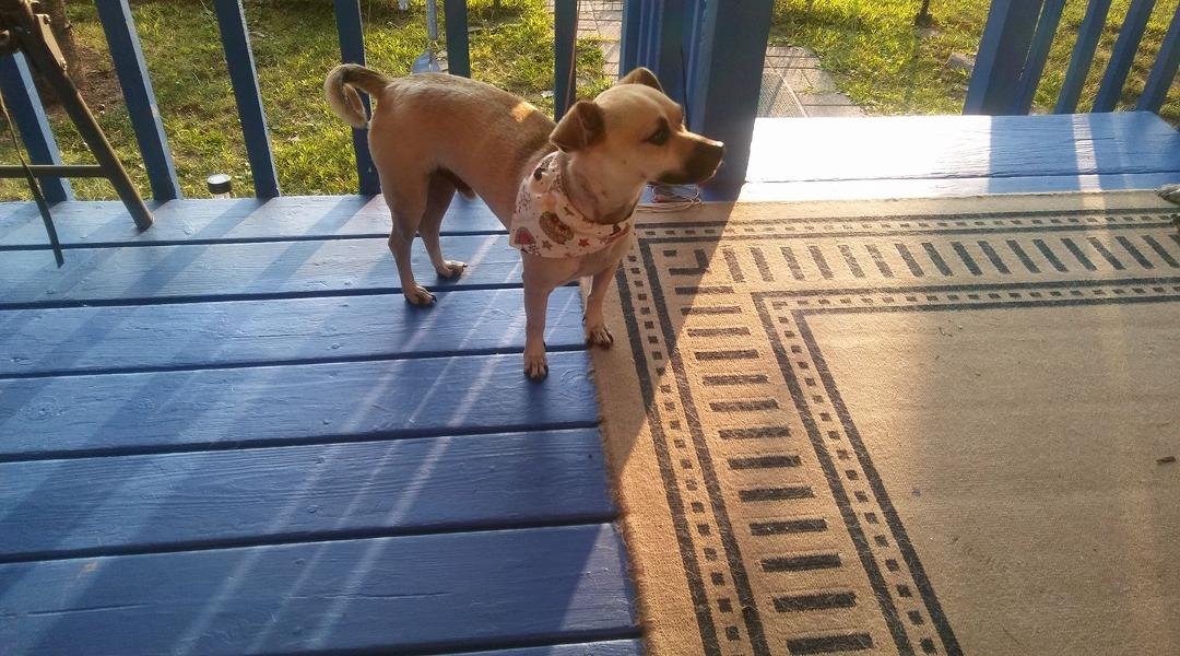 New dog