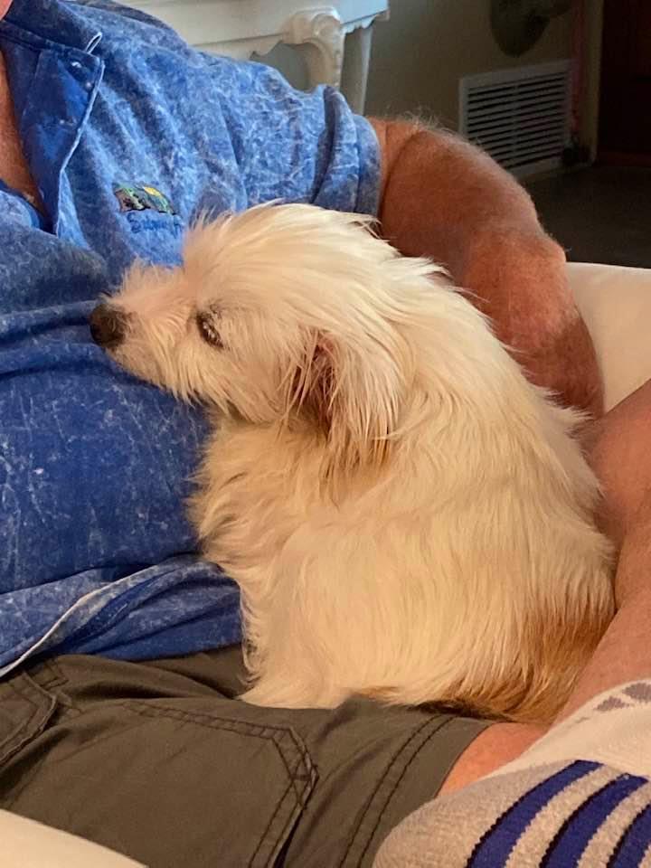 Bisou melting into Monty’s lap and almost asleep.