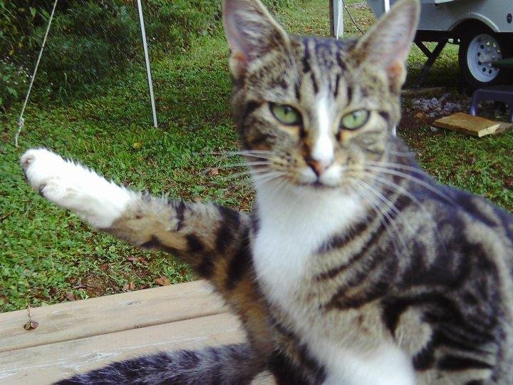 My Cat told me to Back off