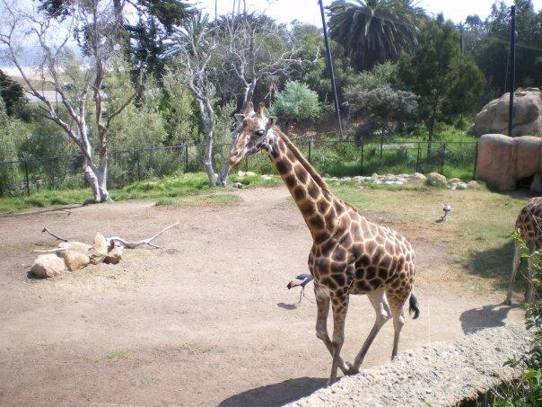 Sandra Melendez's album, The Zoo