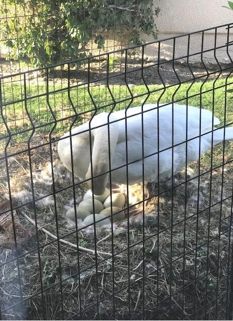 The latest pic of Petunia and her clutch of six eggs. Four weeks ETA of the little ones.