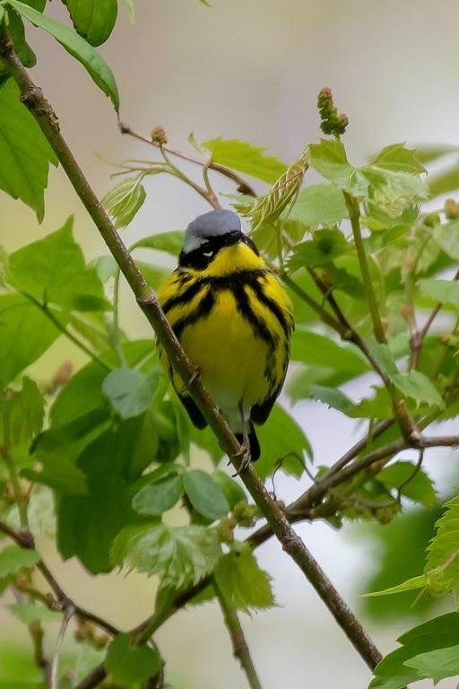 Magnolia Warbler