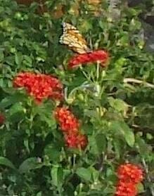 THE ONE AND ONLY MONARCH BUTTERFLY I SEEN ALL SEASON