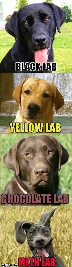 I thought you could all use a good laugh this morning. Good morning y'all!!!