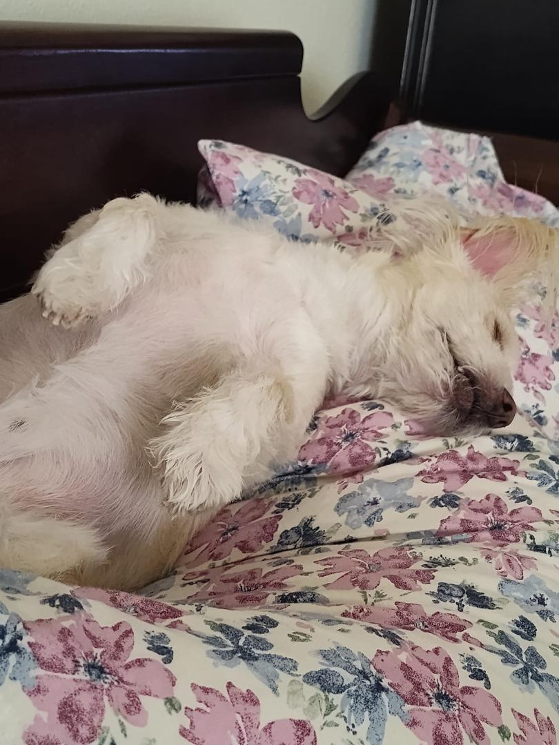 Scooter boy is so comfy,