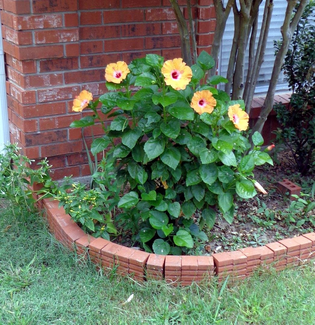 My Peach Hibiscus broke it's record. 5 Flowers!