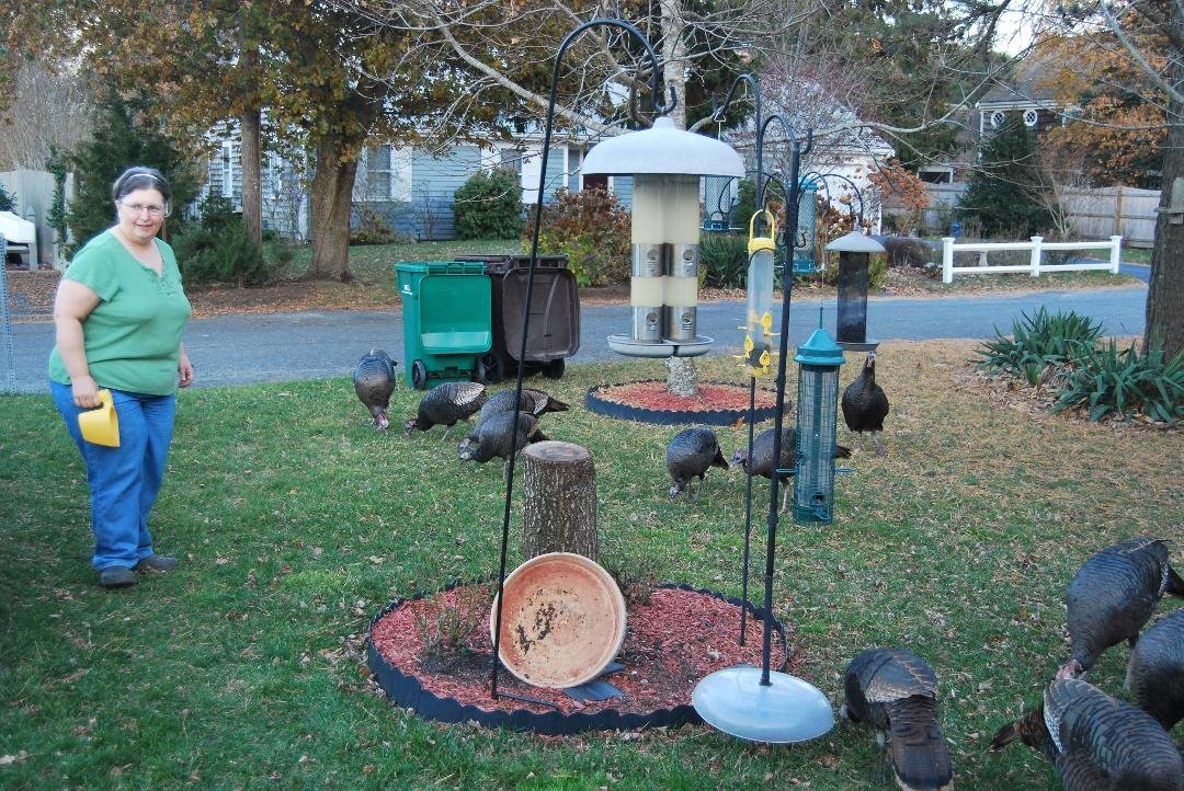 For those friends of Deb that doubt she can feed the turkeys
