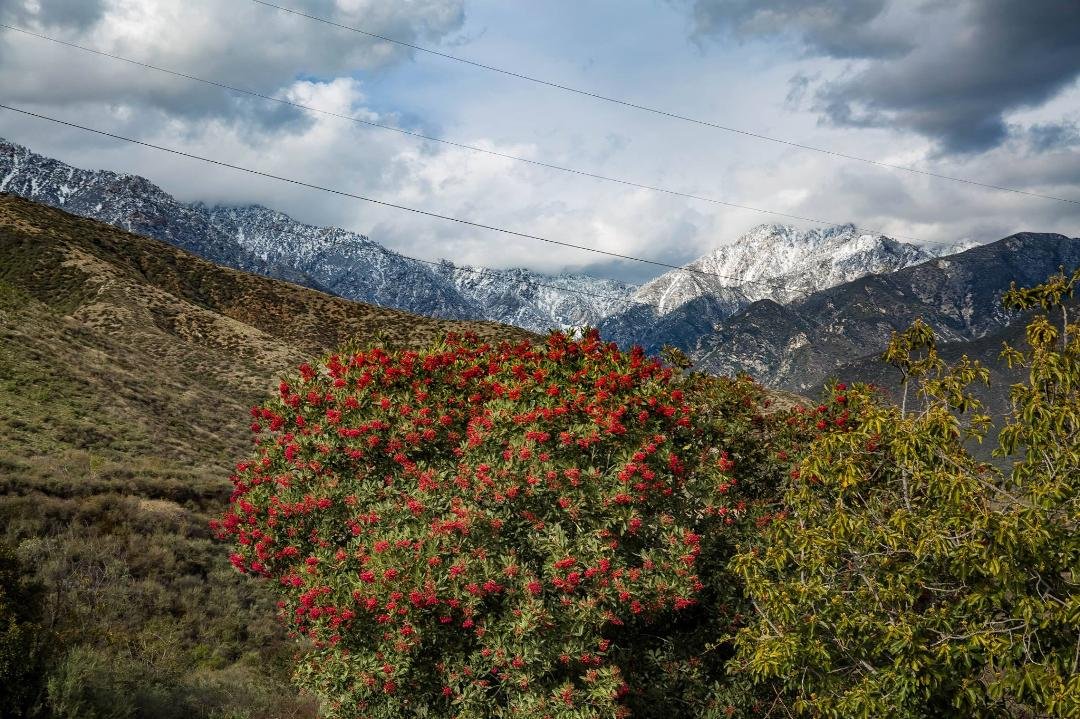 San Gabriels looking good