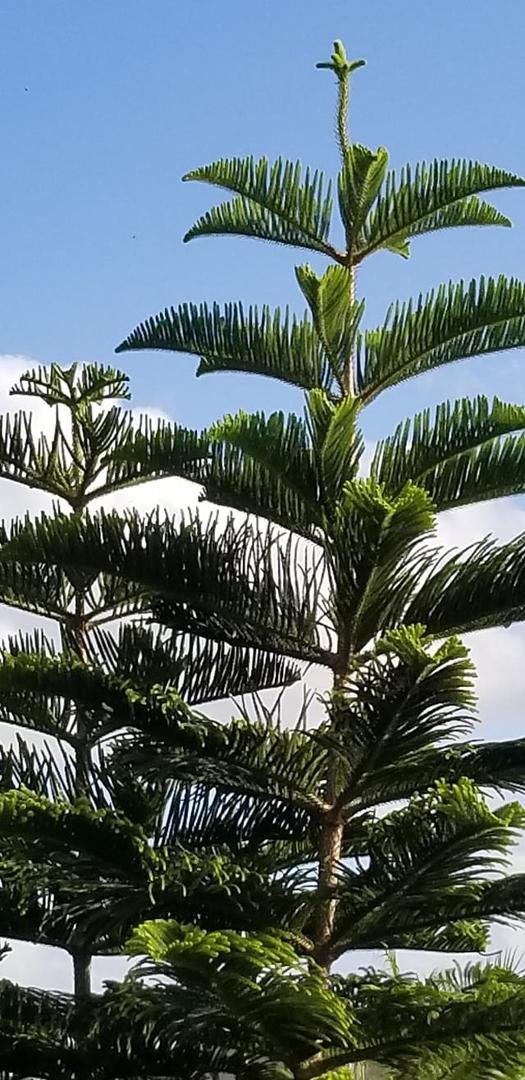 Cross growing on tree