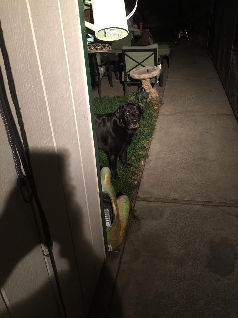 Good boy
