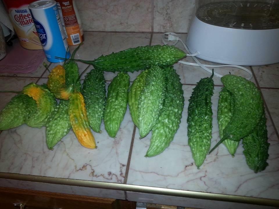 Second harvest