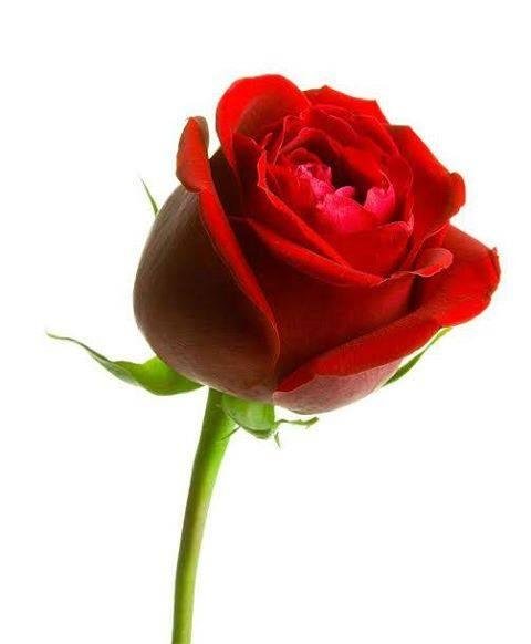 Zearl Robey's album, Timeline photos