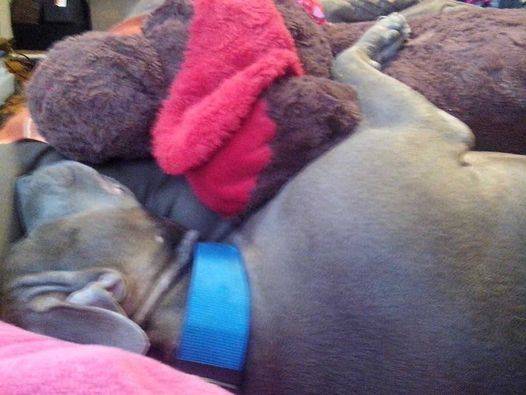 In bed. Dreaming about milk bones.
