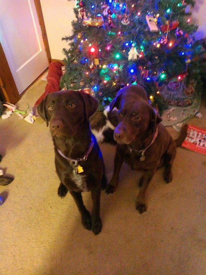 Merry Christmas from Emma and Tessie. Molly was a Scrooge!