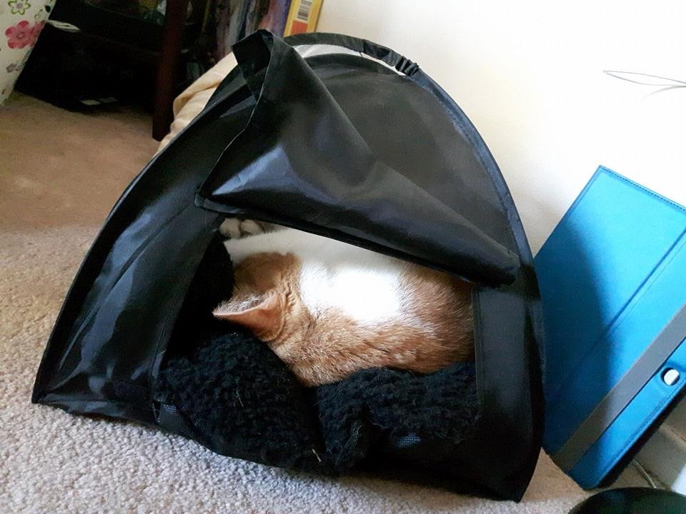 Max enjoying camping out in our living room.