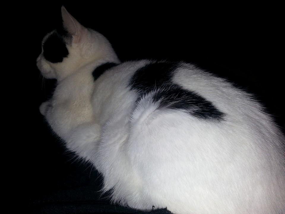 Black and white together cat sitting on my leg my black pants oh nooooo