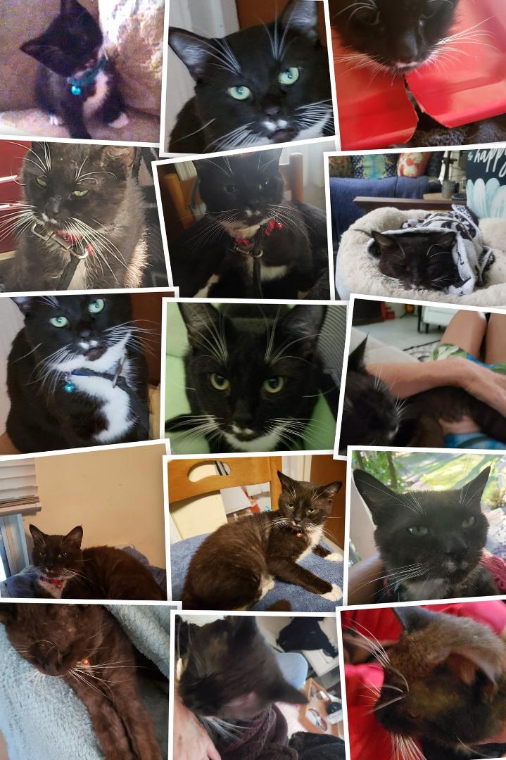 Miss my Darth so very much!!! The sweetest, smartest Kitty EVER!!!!