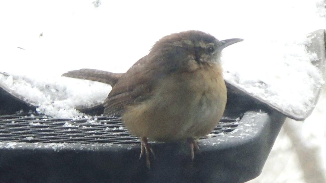 Carolina Wren pausing on our deck on a snowy Christmas Eve 2017