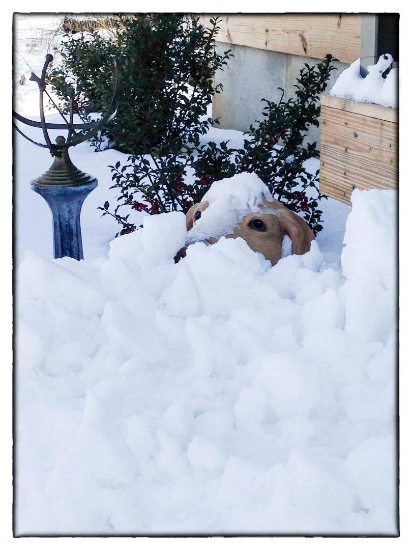 Don't forget to bring your pets indoors during these arctic days.