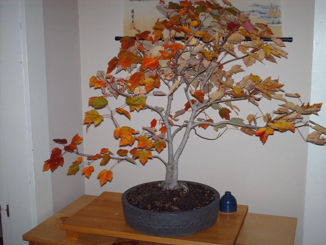 It's got great fall color too. Great looking bark also!