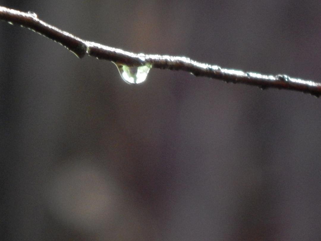 Spring droplets