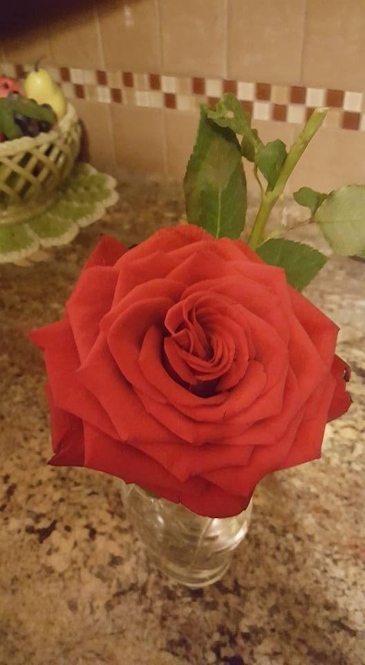Had to post this rose, I thought it's beautiful