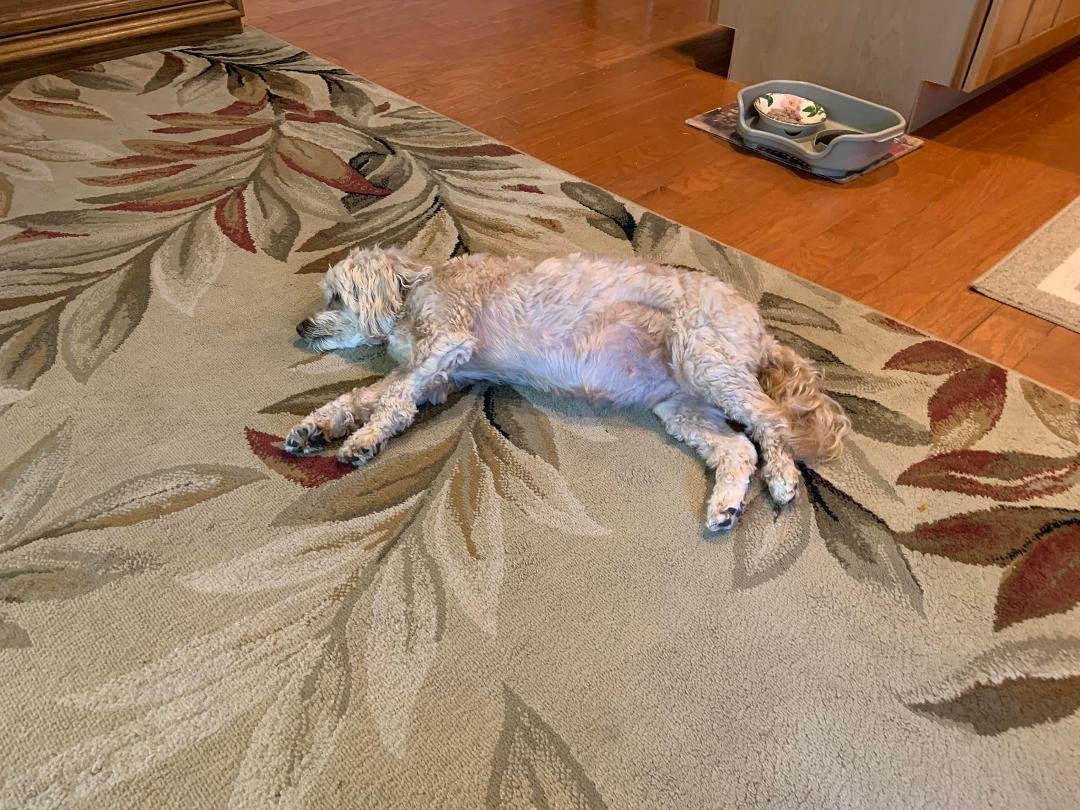 Just home from  VET. And exhausted   Poor puppy second time in two weeks