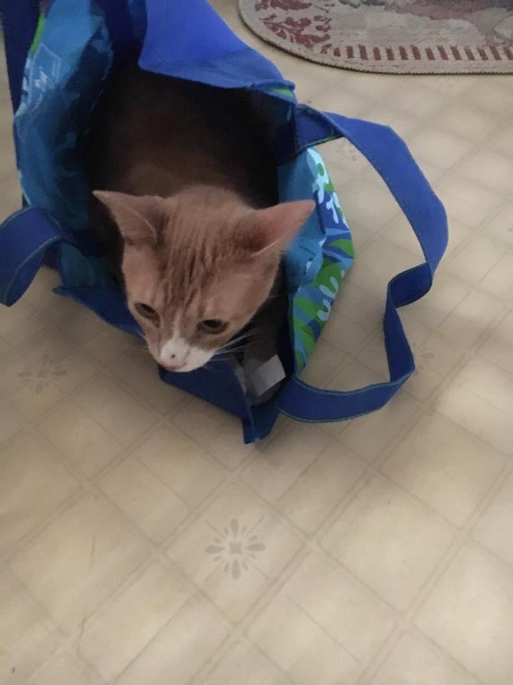 Harley likes bags.