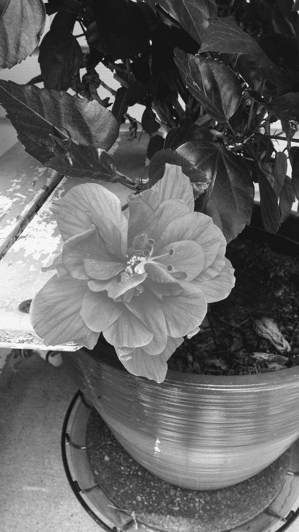Ann Symons Kennon's album, Mobile Uploads