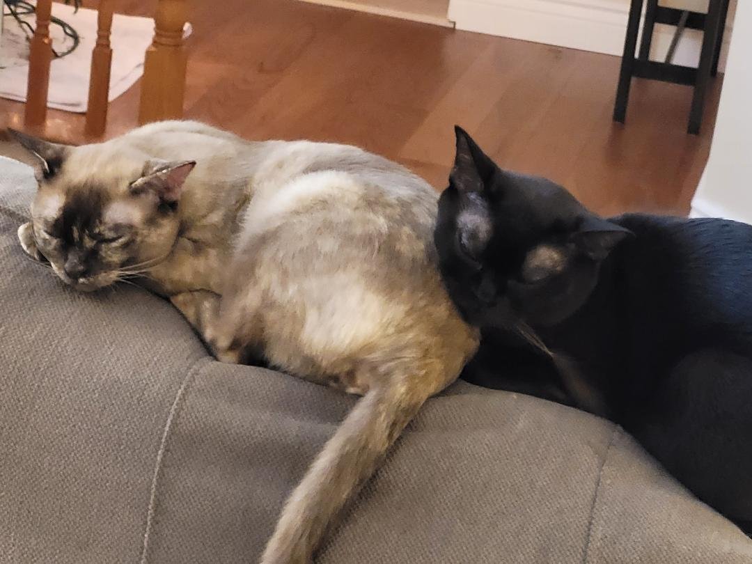 They were the hits at the party today, and now they need their beauty rest.