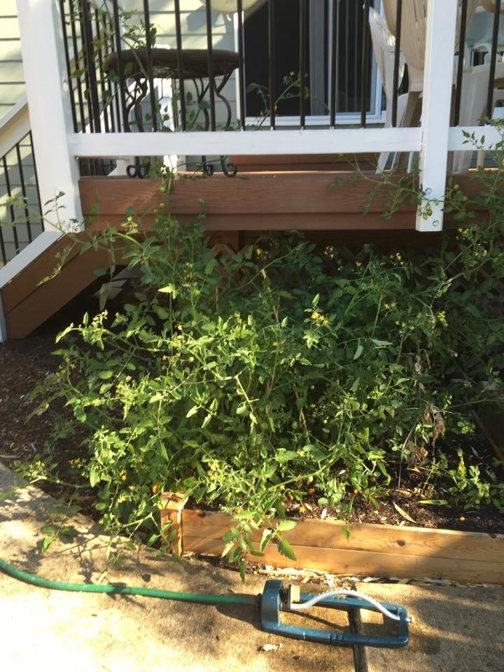 The two cherry tomato plants are now trying to take over the deck; they out-grew the cages and trellises long ago. If anyone would like some, please feel free to stop over and pick them (I picked ripe ones this morning so I