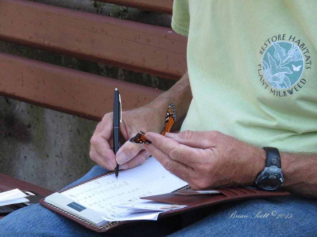 Tagging a Monarch, entering the tag number