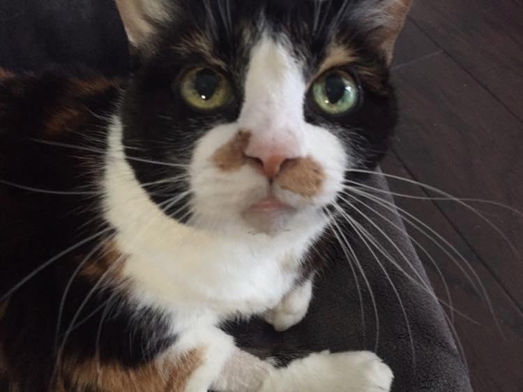 Our sweet Callie went to join Cookie and Anna as little pet Angels in Heaven this morning. Our hope is she is cuddling with her soulmate - Cookie. I'm sure Grandpa Dellwo has room in his lap for one more of God's creatures.