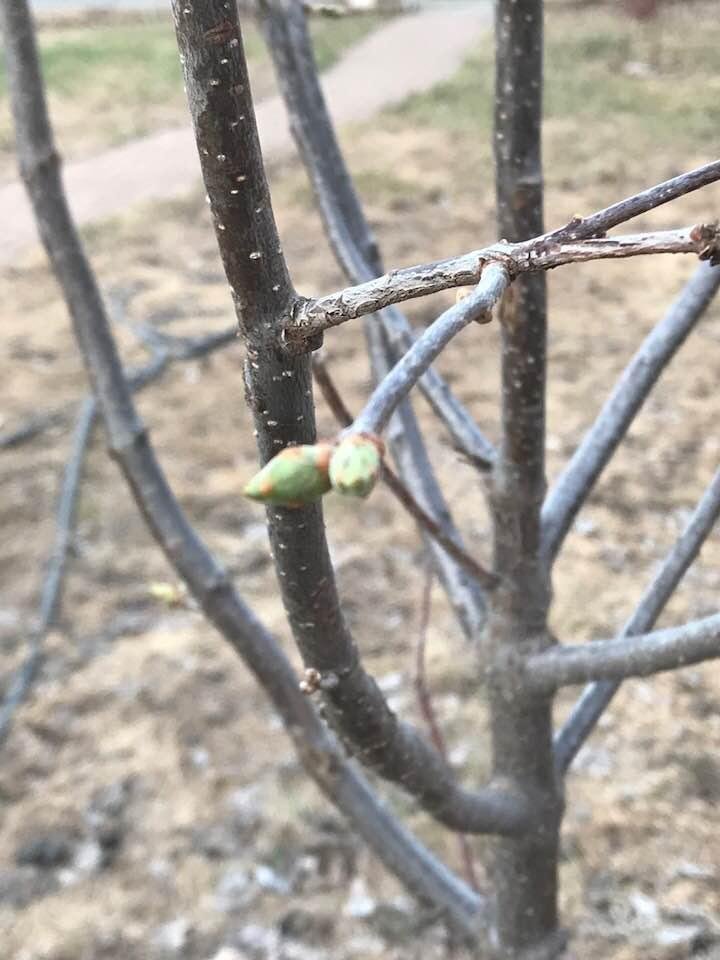 We have buds. It didn’t freeze