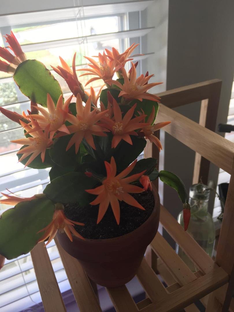 My orange Easter Cactus is blooming!