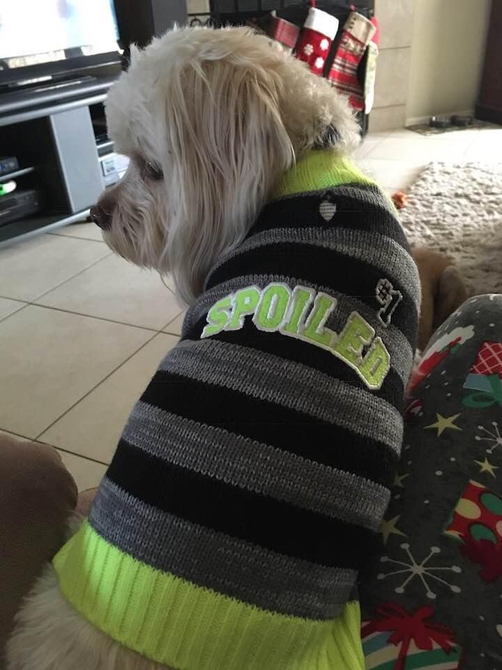 This is Duncan, my wife’s dog. That sweater used to be mine 😞