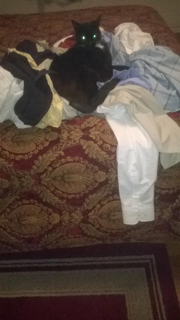 Just took this load out of the dryer. That darn cat must have a 6th sense. Smh