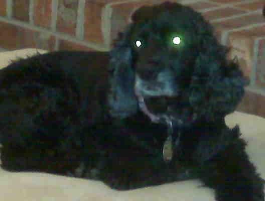 Lacey