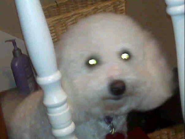 Molly