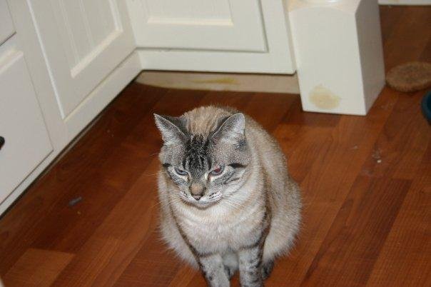 Juliet - our oldest. She's a barn cat from Iowa.