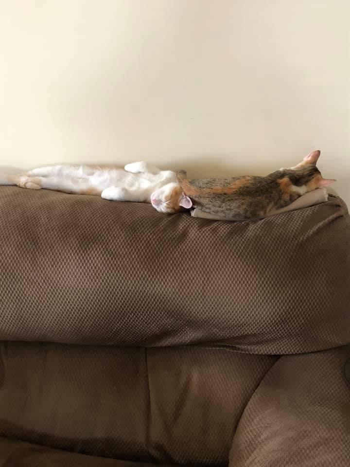 Dana MorningStar. Think the babies have settled in!!