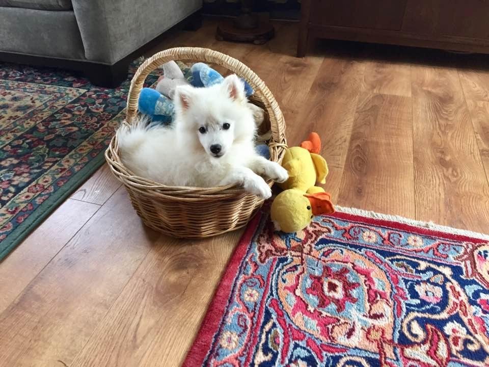 Pinkie's new little sister, Sparkie, hanging out in one of her favorite places, the toy basket!