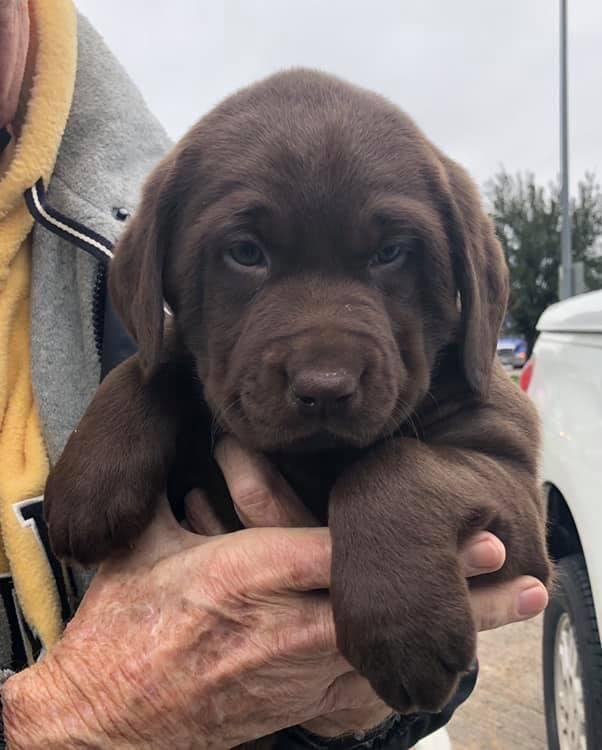 Our new family member, Choco the chocolate lab. Adorable. Smart.