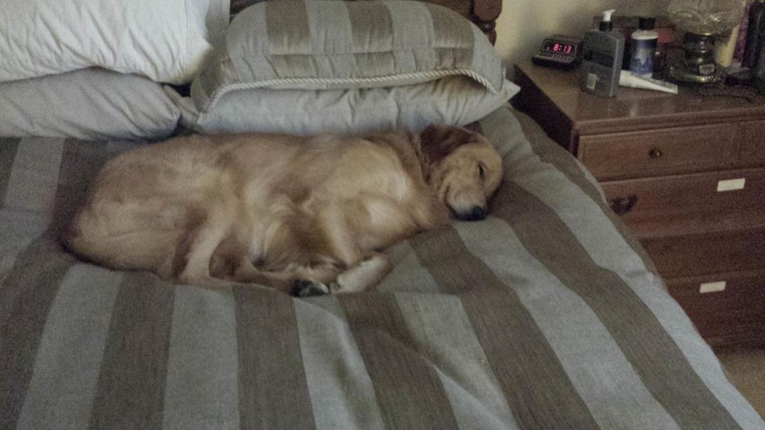 Lil' Nelson at rest.