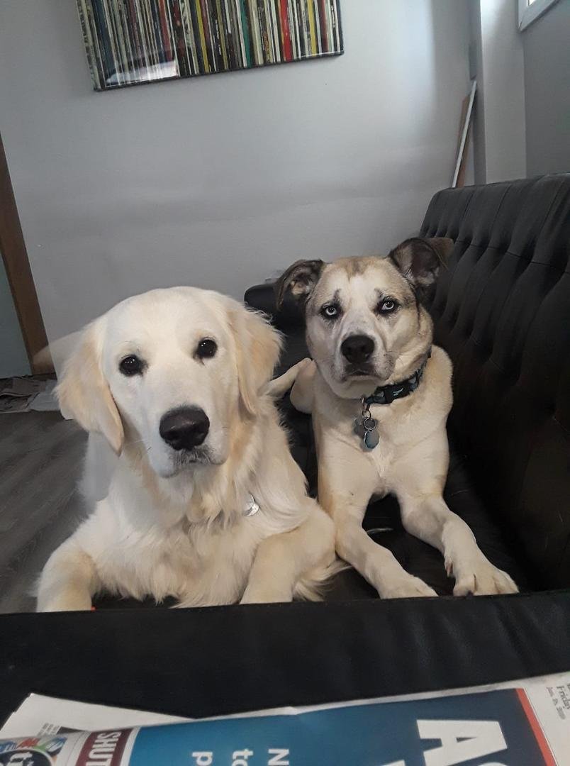 For love your pet day, My Woodstock on the right, and Tucker her weekday playmate!♥️