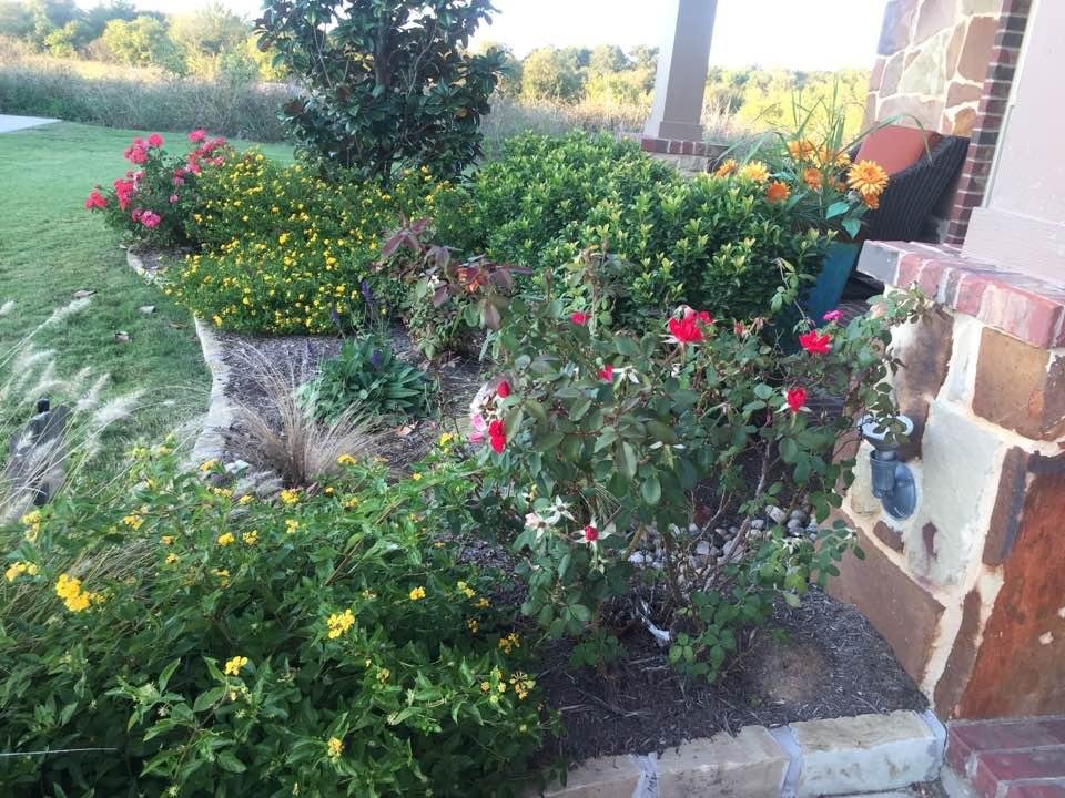 Roses blooming again in Texas!  Red, not yellow, but we'll take them.