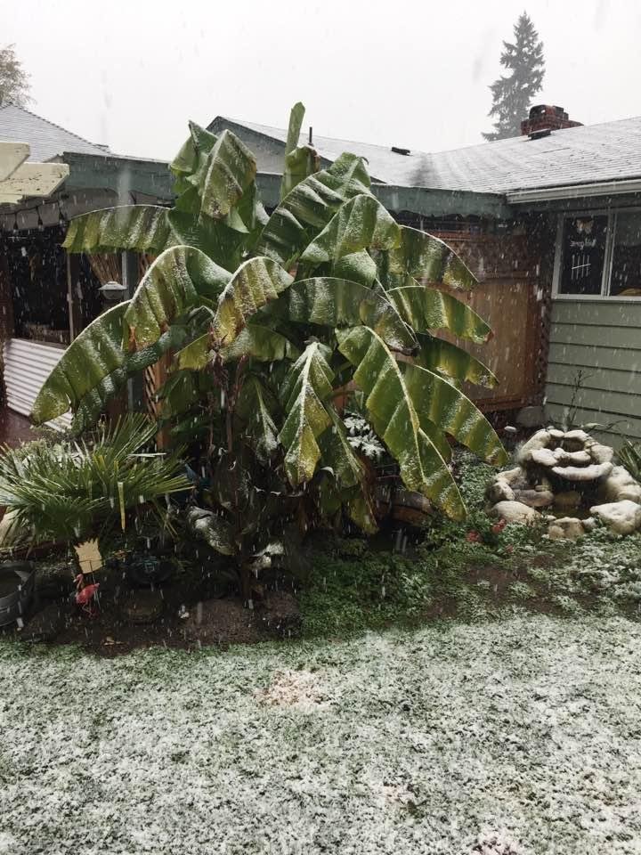 I think after this, my banana plant will go into hibernation!